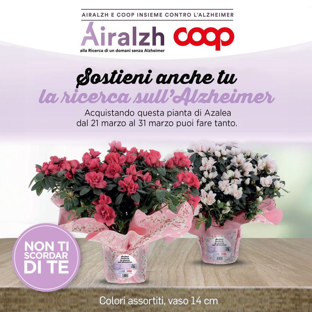Fino al 31 marzo presso i punti vendita Coop aderenti sono disponibili le splendide e colorate azalee in vaso: per ogni pianta venduta, 1 euro verrà devoluto ad Airalzh Onlus.
